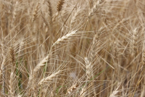 Detail of wheat