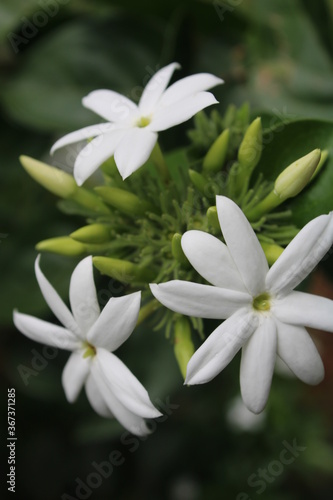 white flowers © anirudh