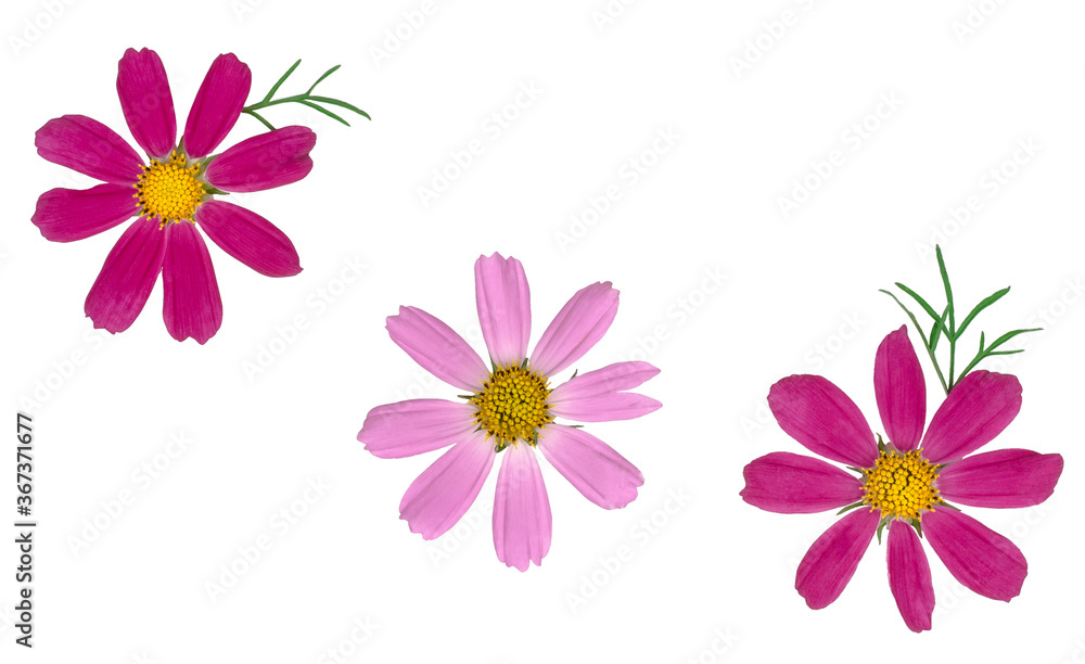 Summer flowers isolated on white, top view