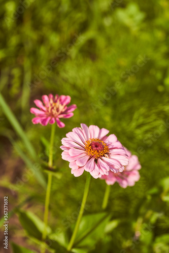 Purple flower on a green blurred background. Close-up.