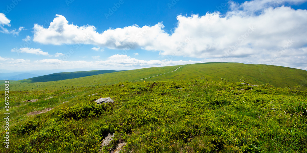 travel carpathian mountains in summer. road through green grassy meadows in the distance. idyllic landscape with clouds on the blue sky.