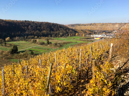 Vineyards in late autumn with unharvested grapes