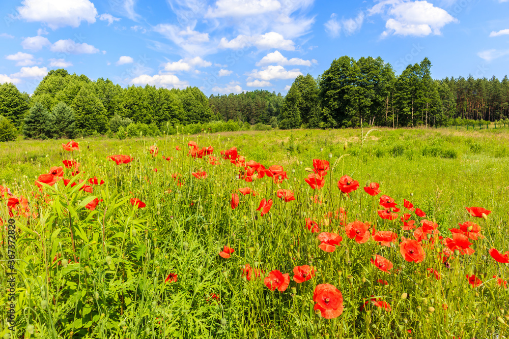 Meadow with red poppy flowers in June month, Mazury Lake District, Poland