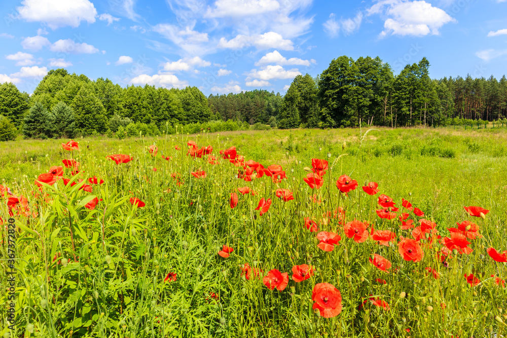 Meadow with red poppy flowers in June month, Mazury Lake District, Poland Meadow with red poppy flowers in June month, Mazury Lake District, Poland