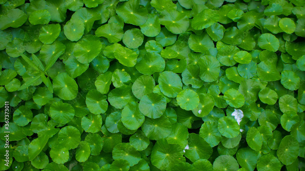 Small water lily pad green leaves. Use this image of green beautiful as background. Small water lily pad green leaves. Use this image of green beautiful as background.