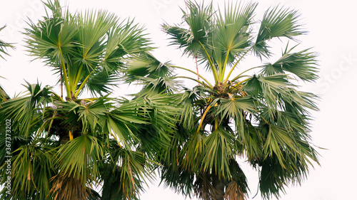Fototapeta Naklejka Na Ścianę i Meble -  Tal gach. English name: Palmyra-palm, Brab Tree. Habitat :Borassus flabellifer