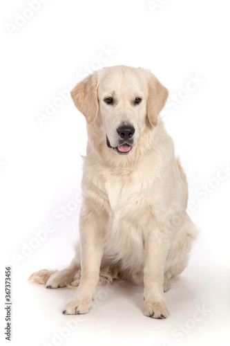 Golden retriever dog sits on the white background.