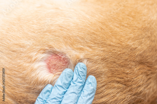 An open dermatological wound in an animal. Allergic reaction.