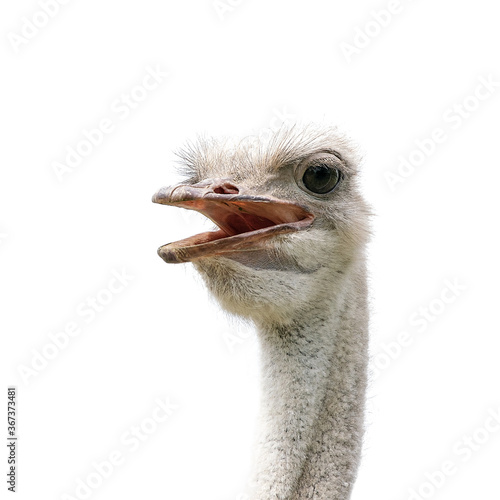 Ostrich head on white isolated background.