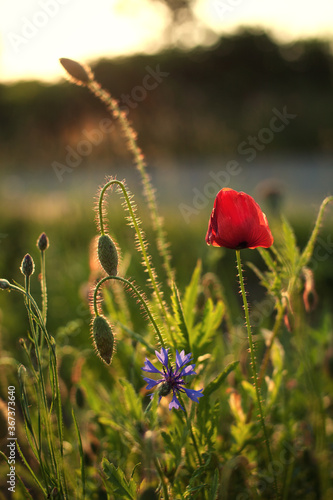 Mohn