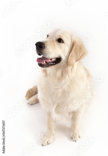 Golden retriever dog sits on the white background. © Jolanta