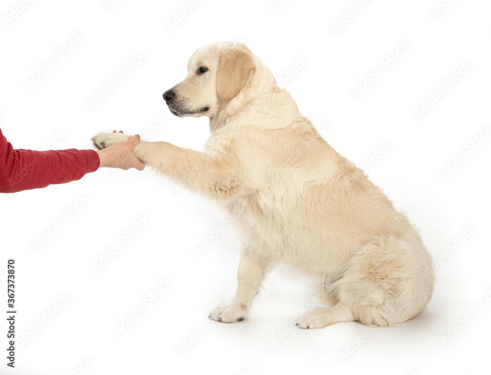 Golden retriever dog gives a man a paw on a white background.