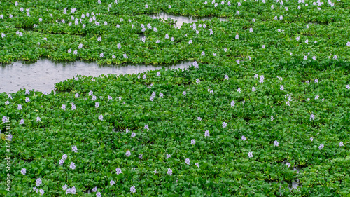 Water hyacinth field - eichhornia crassipes photo