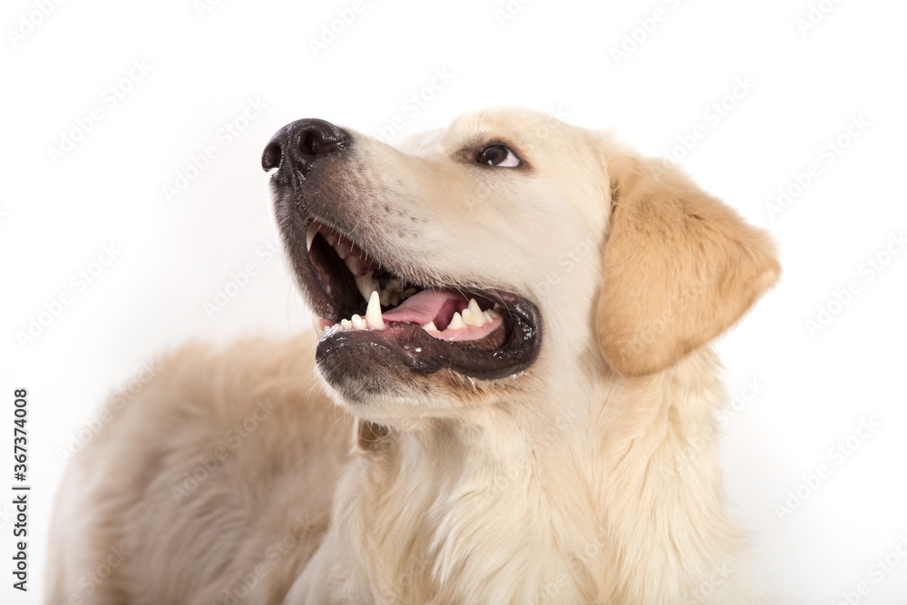 Golden retriever dog lies on a white background. Golden retriever dog lies on a white background.
