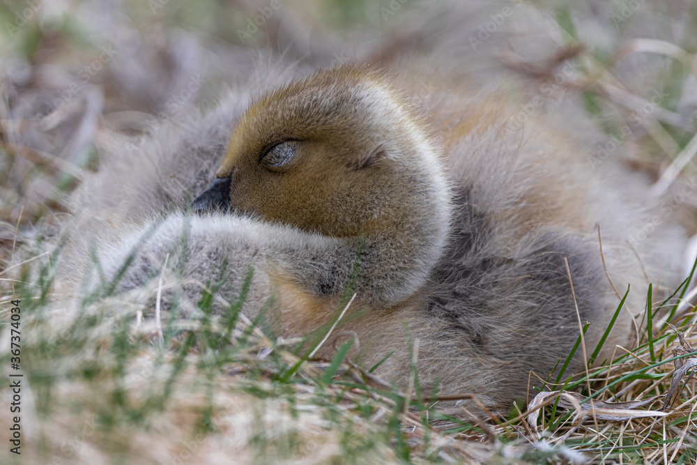 Fototapeta premium Portrait of Young Canada Goose (Branta canadensis)