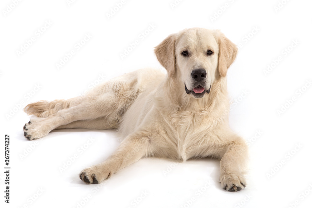 Golden retriever dog lies on a white background. Golden retriever dog lies on a white background.