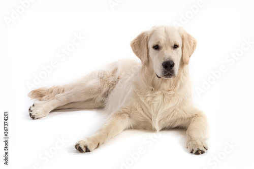 Golden retriever dog lies on a white background.