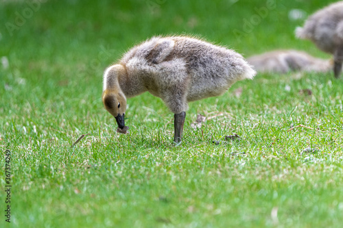 Portrait of Young Canada Goose  Branta canadensis 