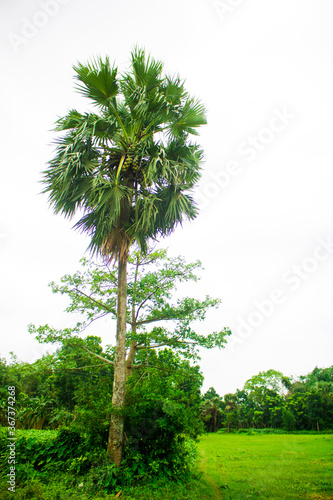 Tal gach. English name: Palmyra-palm, Brab Tree. Habitat :Borassus flabellifer. photo