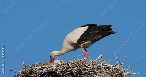 Storks, Camargue, France.Parents giving food to young birds