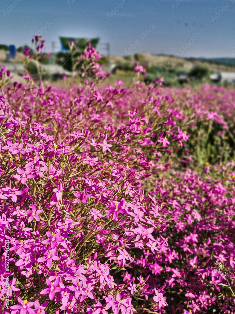 Naklejka premium Small purple flowers with green leaves in spring season. Beautiful spring blooming flowers