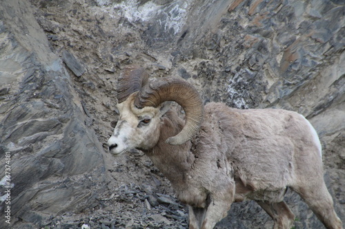 Bighorn Sheep On Cliff Side, Jasper National Park, Alberta