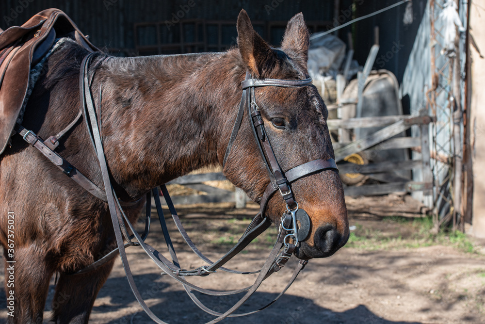 Obraz premium Polo, training with horses