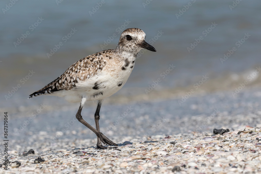 Black bellied Plover Black bellied Plover