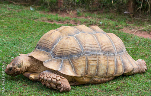 Endangered giant tortoise eating grass