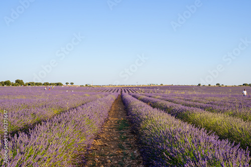 Brihuega, Spain – July 25, 2020: lavender fields with local tourists around in guadalajara