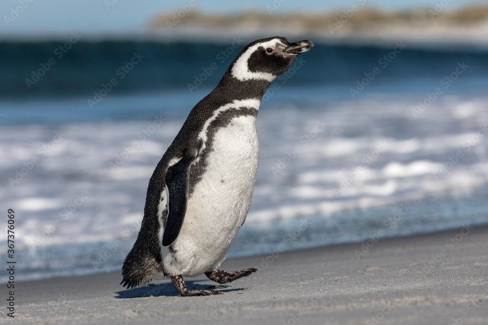 Fototapeta premium Magellanic Penguin coming ashore