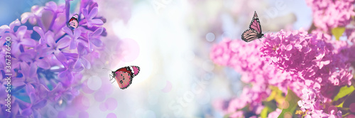 Beautiful blossoming lilac shrubs and amazing butterflies outdoors. Banner design