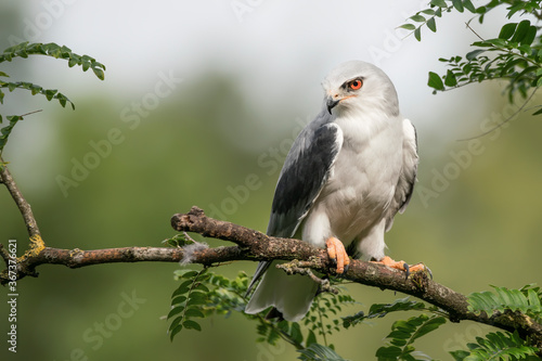 Black-winged kite (Elanus caeruleus) on a branch in a tree. Green background. Noord Brabant in the Netherland