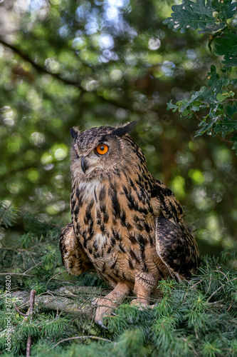 Beautiful Eurasian Eagle owl (Bubo bubo) on a branch in a tree. Noord Brabant in the Netherlands.