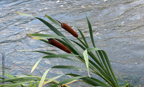 비온뒤 냇가 부들