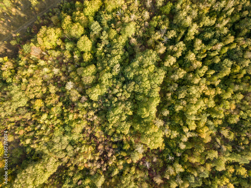 Beautiful bird s eye view drone landscape image during Autumn Fall of vibrant forest woodland. Autumn forest at sunrise, view from above