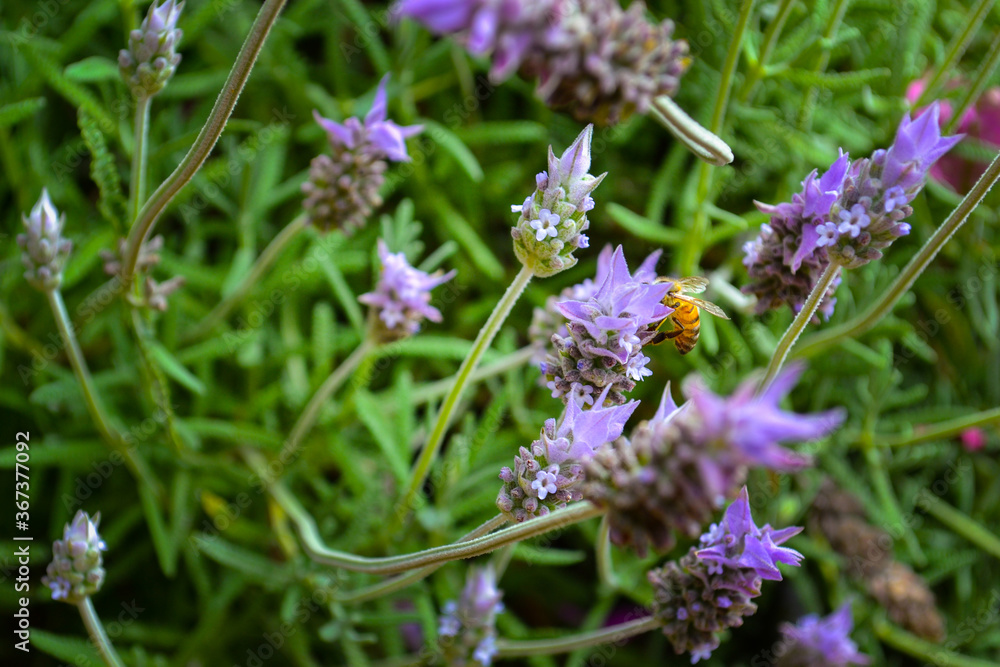 Spring has arrived, bee gathering nectar from an aromatic lavender flower Spring has arrived, bee gathering nectar from an aromatic lavender flower