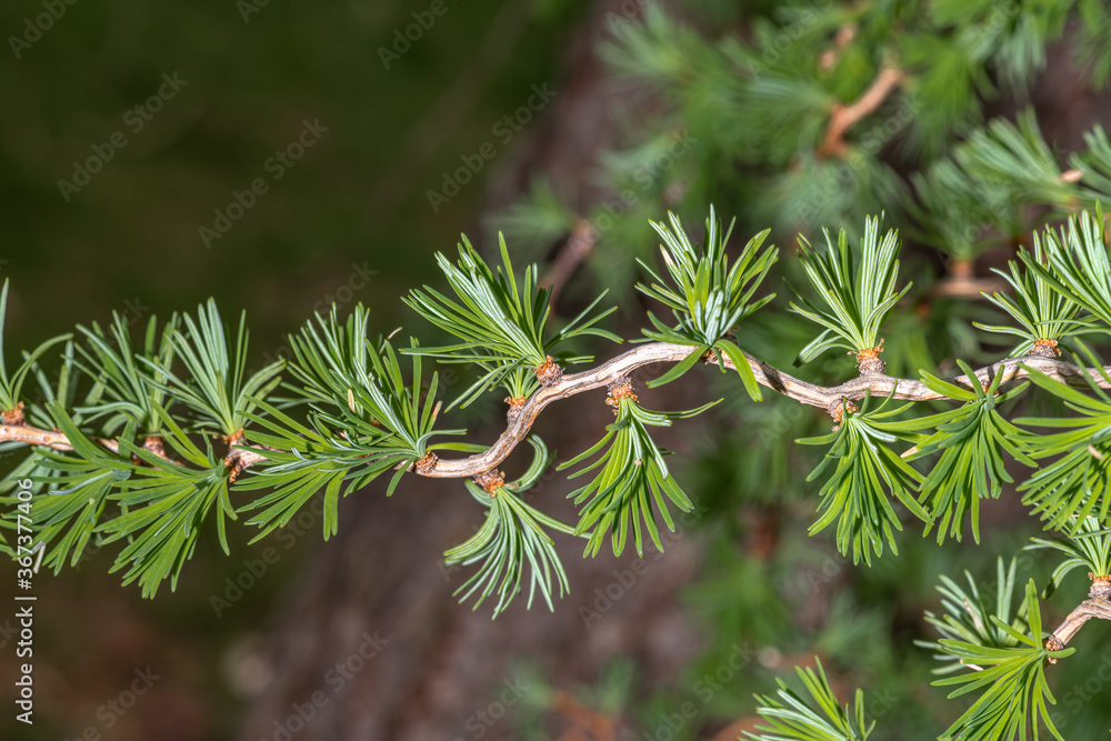 Leaves of Contorted Japanese Larch (Larix kaempferi &lsquo;Diana&rsquo;) Stock