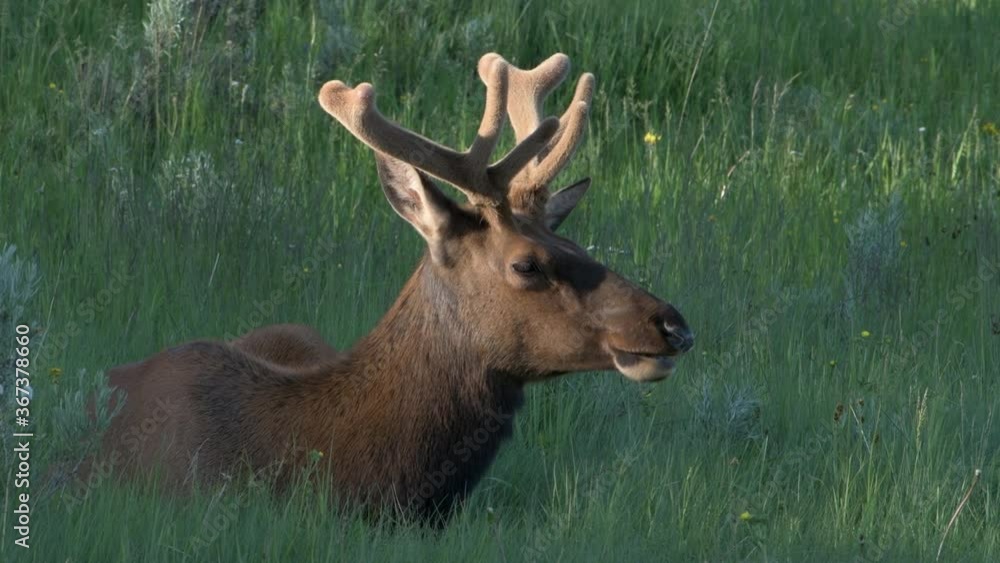 Male bull elk with velvet covered antlers sits calmly in the high grass of a mountain meadow. Male bull elk with velvet covered antlers sits calmly in the high grass of a mountain meadow.
