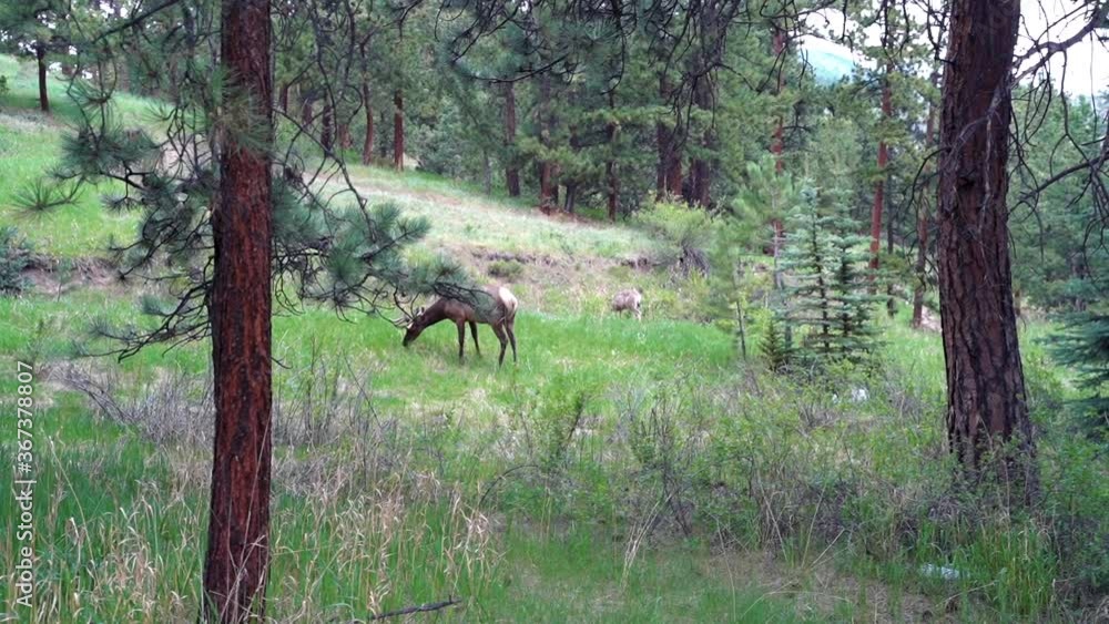 Wide shot of an elk eating in the forest in Estes Park of Colorado. Wide shot of an elk eating in the forest in Estes Park of Colorado.