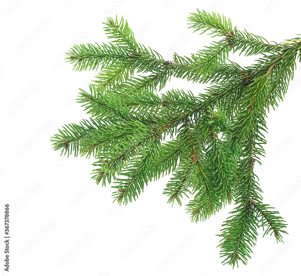 Pine tree branch isolated on a white background. Evergreen tree branch. Pine tree branch isolated on a white background. Evergreen tree branch.