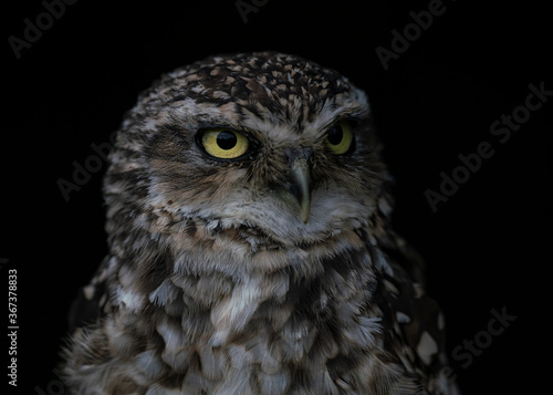 Portrait of a beautiful Burrowing owl (Athene cunicularia). Looking into the camera. Isolated on a black background.
