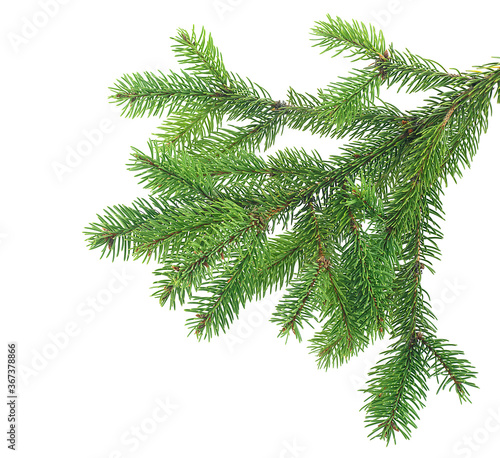 Pine tree branch isolated on a white background. Evergreen tree branch.