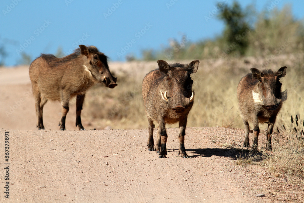 Fototapeta premium Three little warthogs standing on the road