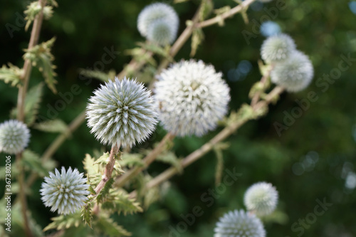 beautiful spherical plants in nature close-up with a blurred background.