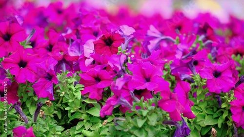 Field of bright beautiful pink petunia flowers in a city park at sunny summer windy day.