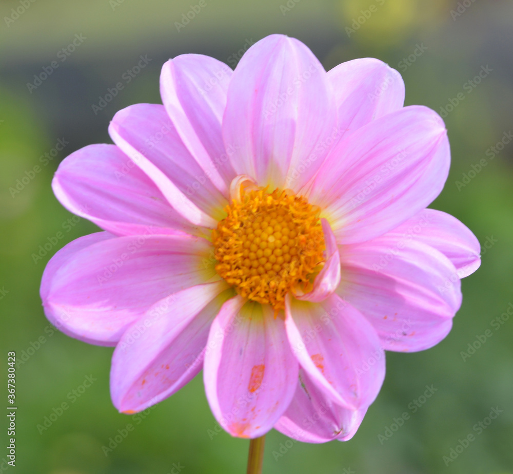 Dahlia Dahlia