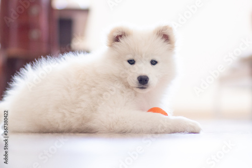 white samoyed puppy with ball