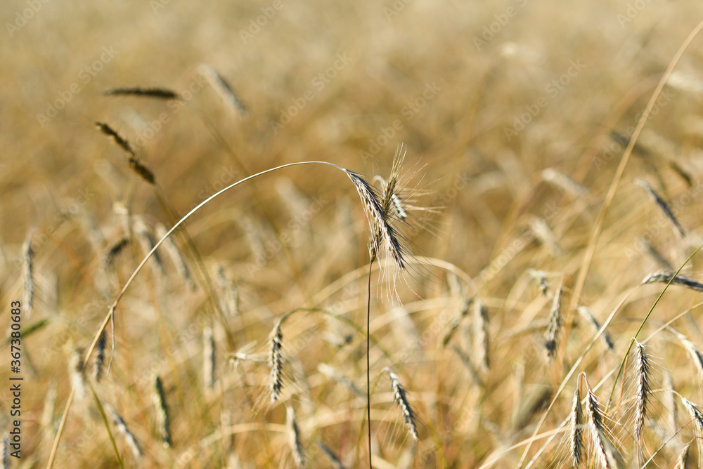 Fototapeta premium Growing grain in the field on a sunny day.