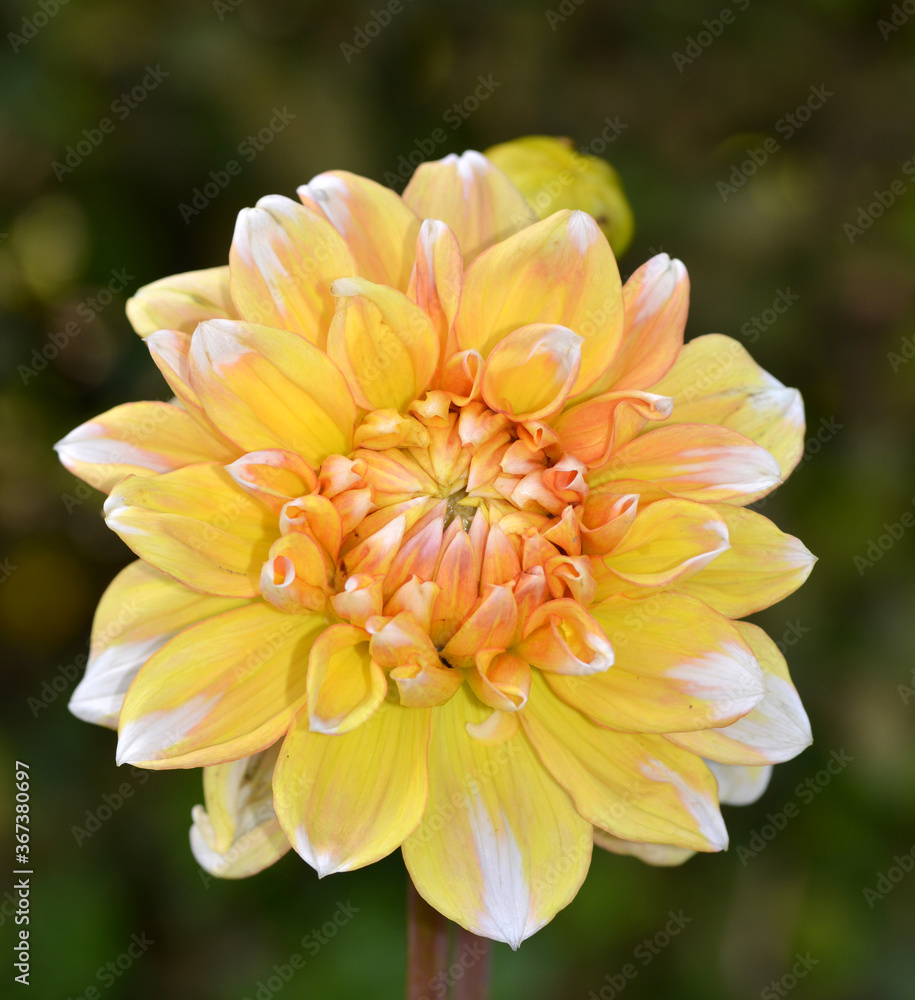 Dahlia Dahlia